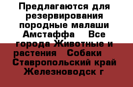 Предлагаются для резервирования породные малаши Амстаффа  - Все города Животные и растения » Собаки   . Ставропольский край,Железноводск г.